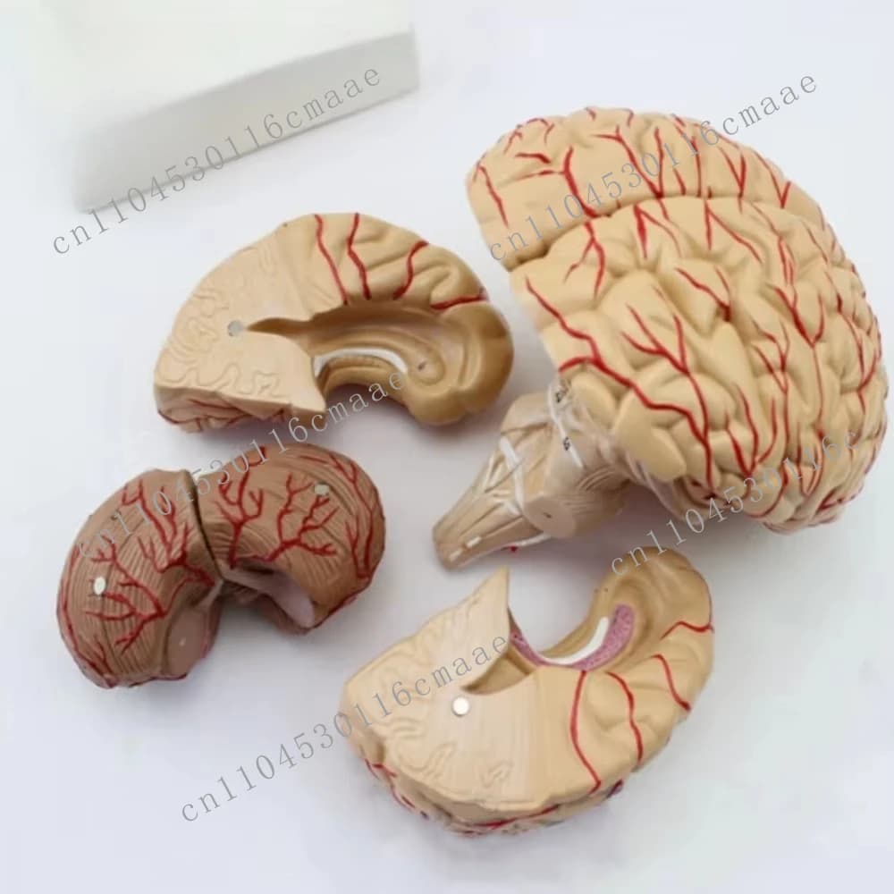 Human Life Size Brain Anatomy Model Medical Set 9Parts Budget Brain Arteries Model Anatomy