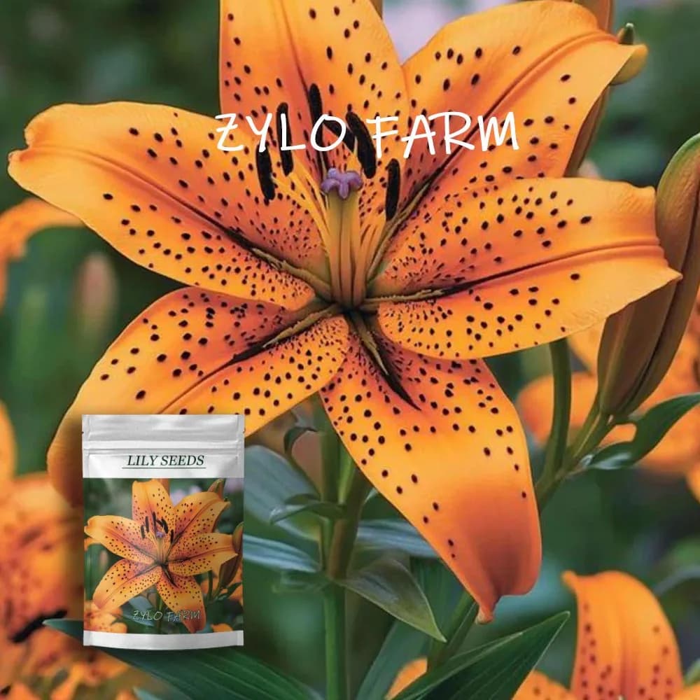 Orange striped Lily for gardening and genetic breeding of flowers