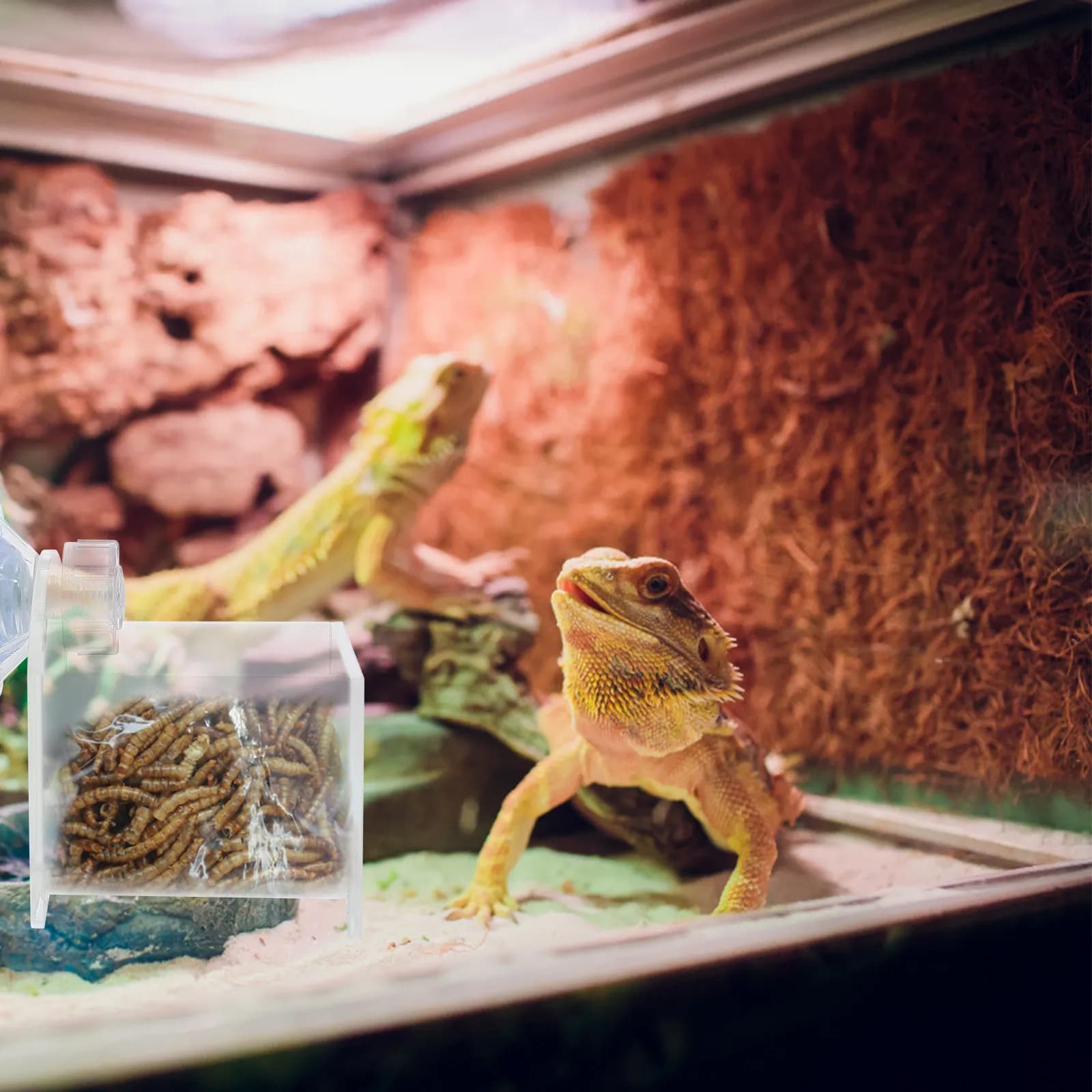 2Pcs Reptile Water Feeder Food Bowl Plastic Pet Water Dispenser for Gecko Lizard Turtle Reptile Drinker with Suction Cup