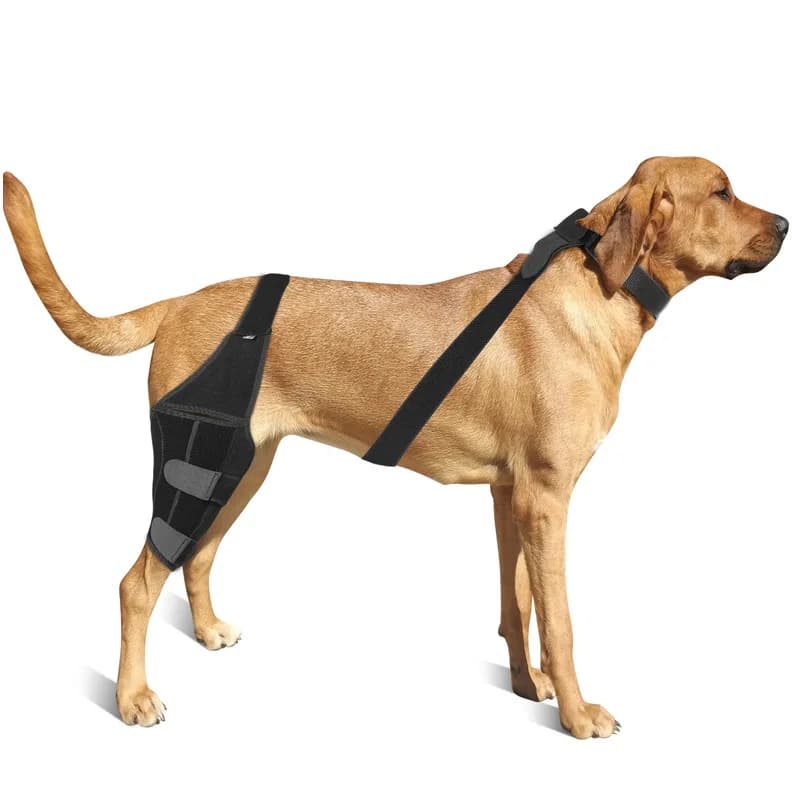 Ginocchiera ACL regolabile per cani – Supporto per gamba posteriore per il recupero dei legamenti crociati, artrite e sollievo dal dolore articolare, tessuto traspirante