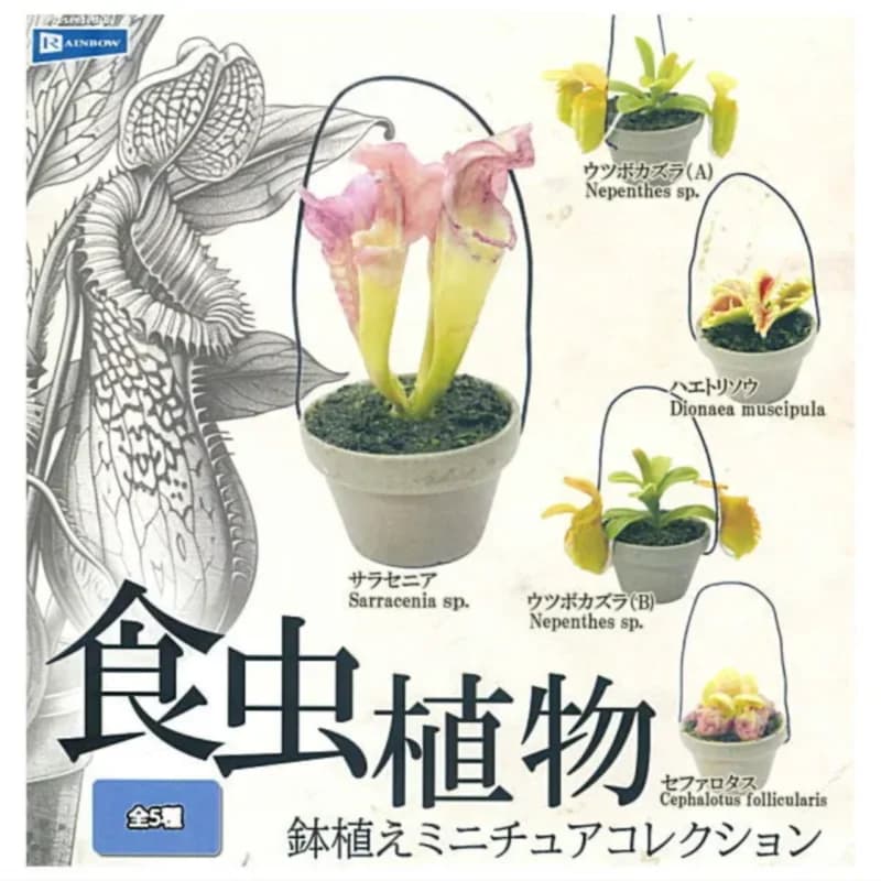Japan Rainbow Gashapon Capsula Toy Food Bug Plants Pot Plants Miniature Decoration Bottle Grass Sand for Pigs