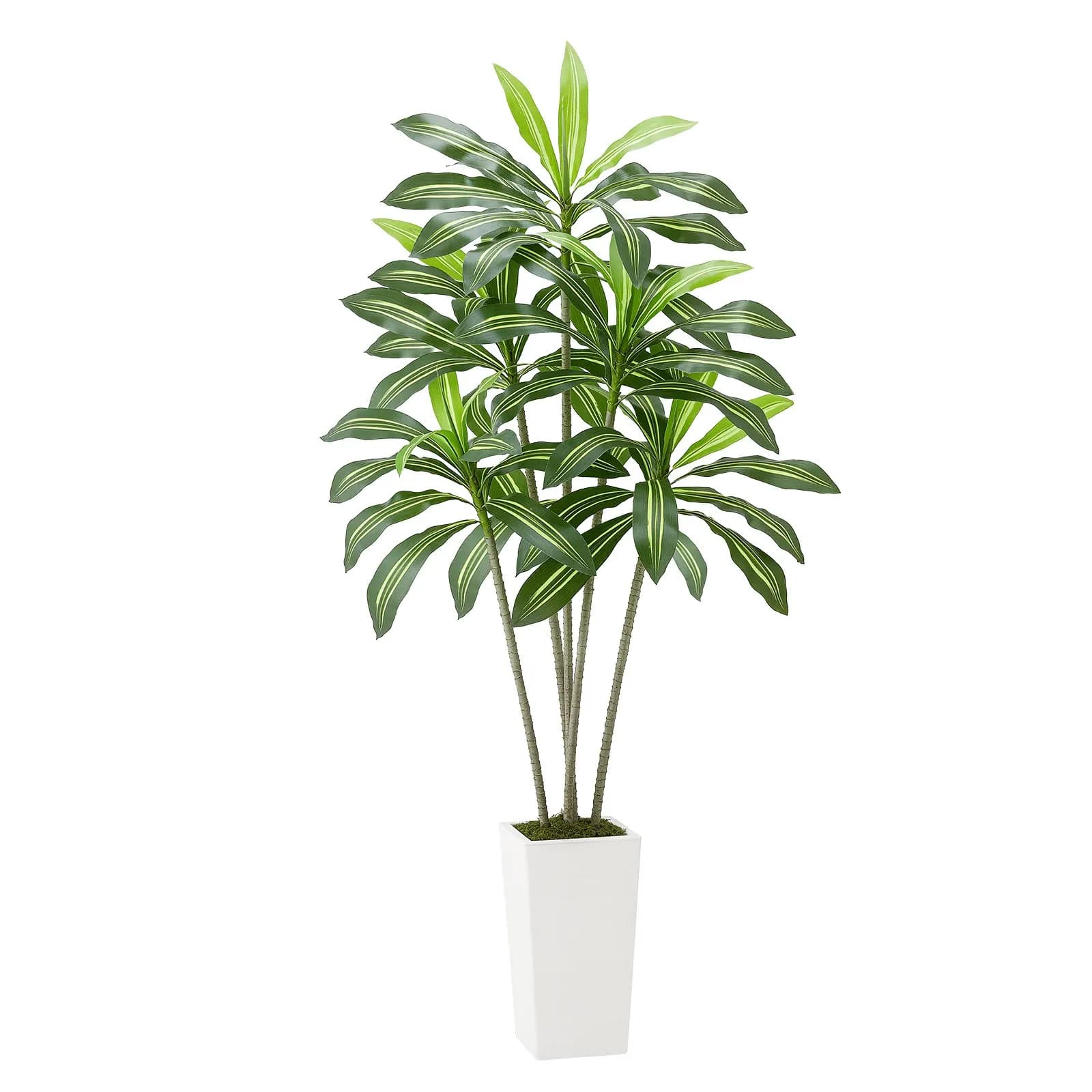 1.8 m Artificial Dracaena Tree with White Vase for Interior