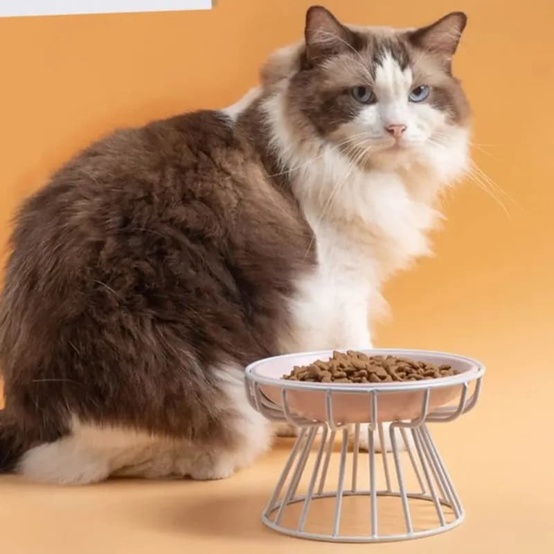 Ciotola per animali domestici rialzata in ceramica per animali domestici Protezione per il collo Piatto per l'alimentazione degli animali domestici Ciotola per cibo per gatti per cani Ciotola per gatti con piume d'acqua P