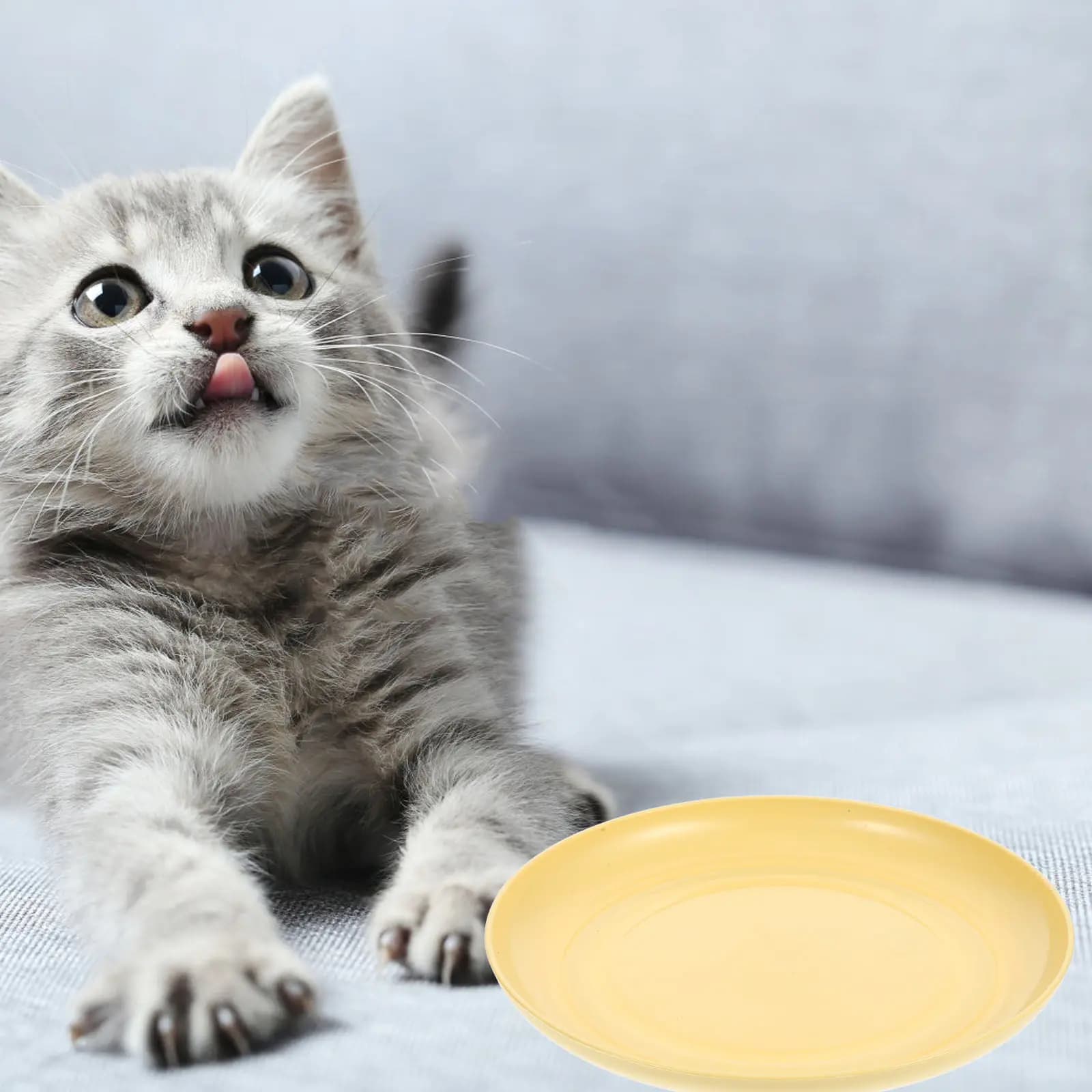 Set di 8 Ciotole per Gatti, Piatti Quadrati Bassi per Cibo, Base Stabile Gialla per Gattini e Gatti a Zampe Corte, Ciotole per Alimentazione Indoor