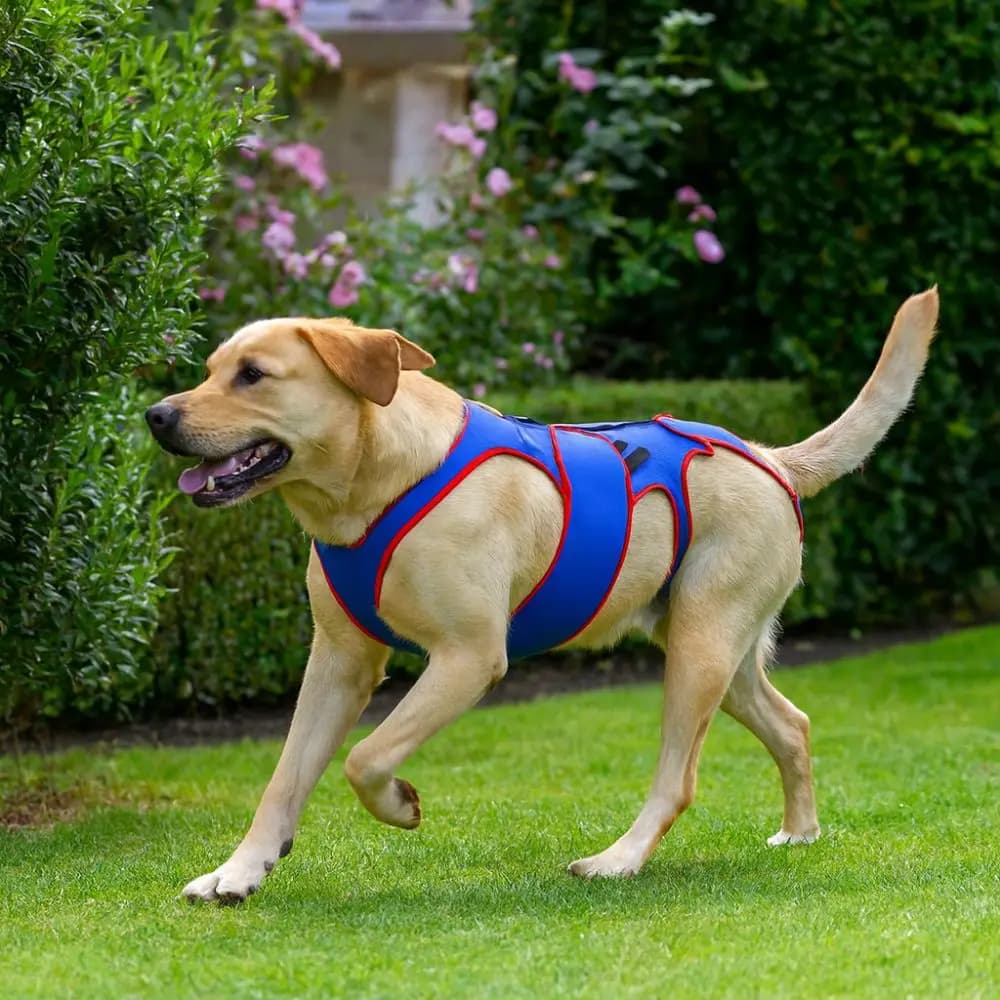 Tutore per la schiena per cani regolabile, imbracatura di supporto per animali domestici comoda e addensata, protezione per la schiena, tuta di supporto spinale per cani traspirante