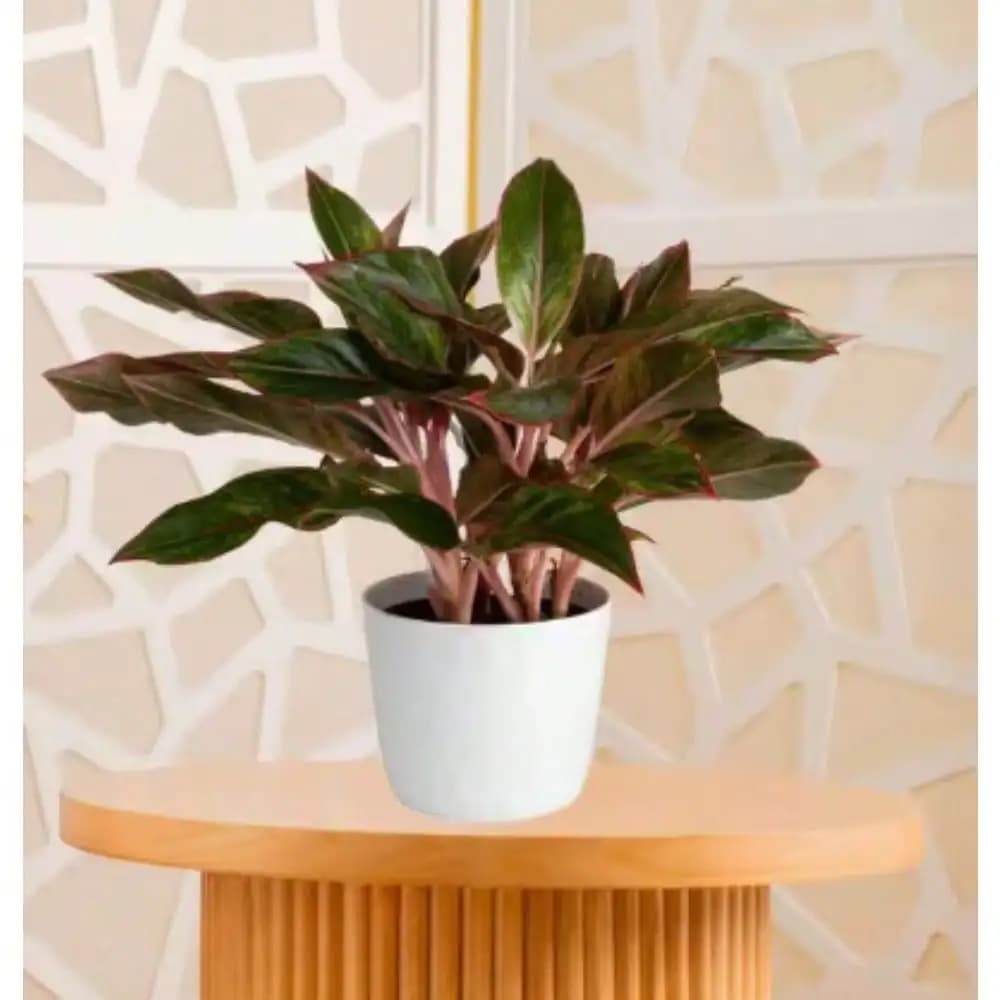 Grower's Choice Aglaonema Pianta da Interno Cinese Evergreen in 6 Pol. Vaso decorativo bianco, Avg. Altezza spedizione 1-2 piedi.