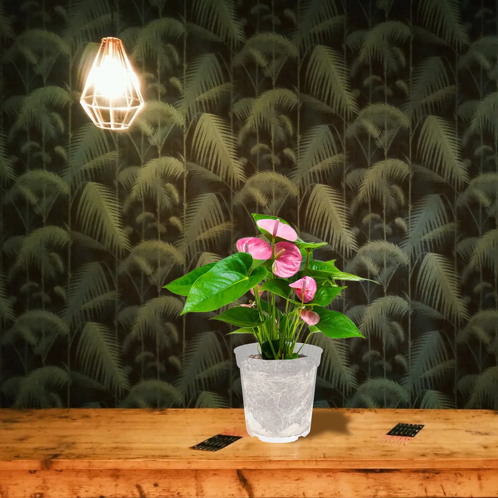 Set di 5 Vasi Trasparenti in Plastica per Piante, Ideali per Orchidee, Fiori, Verdure, Propagazione e Germinazione