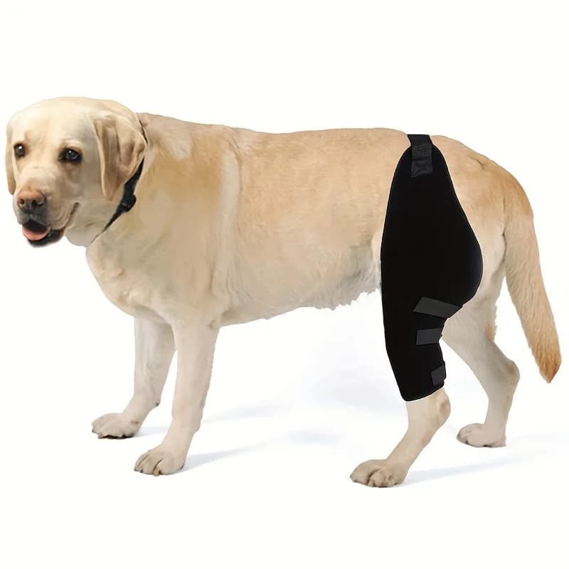 1 paio di tutore per gamba per cani, tutore per gamba posteriore regolabile Manicotto di protezione per coscia per cani Ginocchiere per articolazioni Protezione per le gambe Debolezza Lesioni Prot