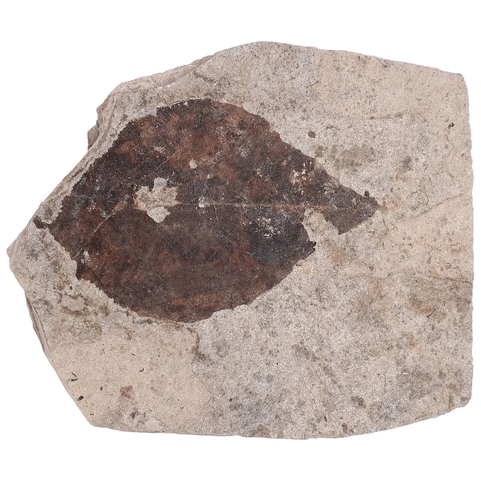 Piante Fossilizzate, Esemplari di Foglie di Ginkgo Reali, Strumento Didattico, Ornamento, Decorazione per la Casa, Regalo per Collezionisti e Bambini