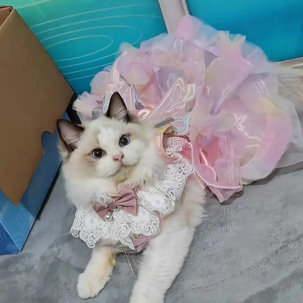 Forniture per animali domestici Abito da principessa farfalla colorato per animali domestici Comodo e traspirante Vestiti dolci per cani Gonne da sposa per cani morbidi Chihuahua