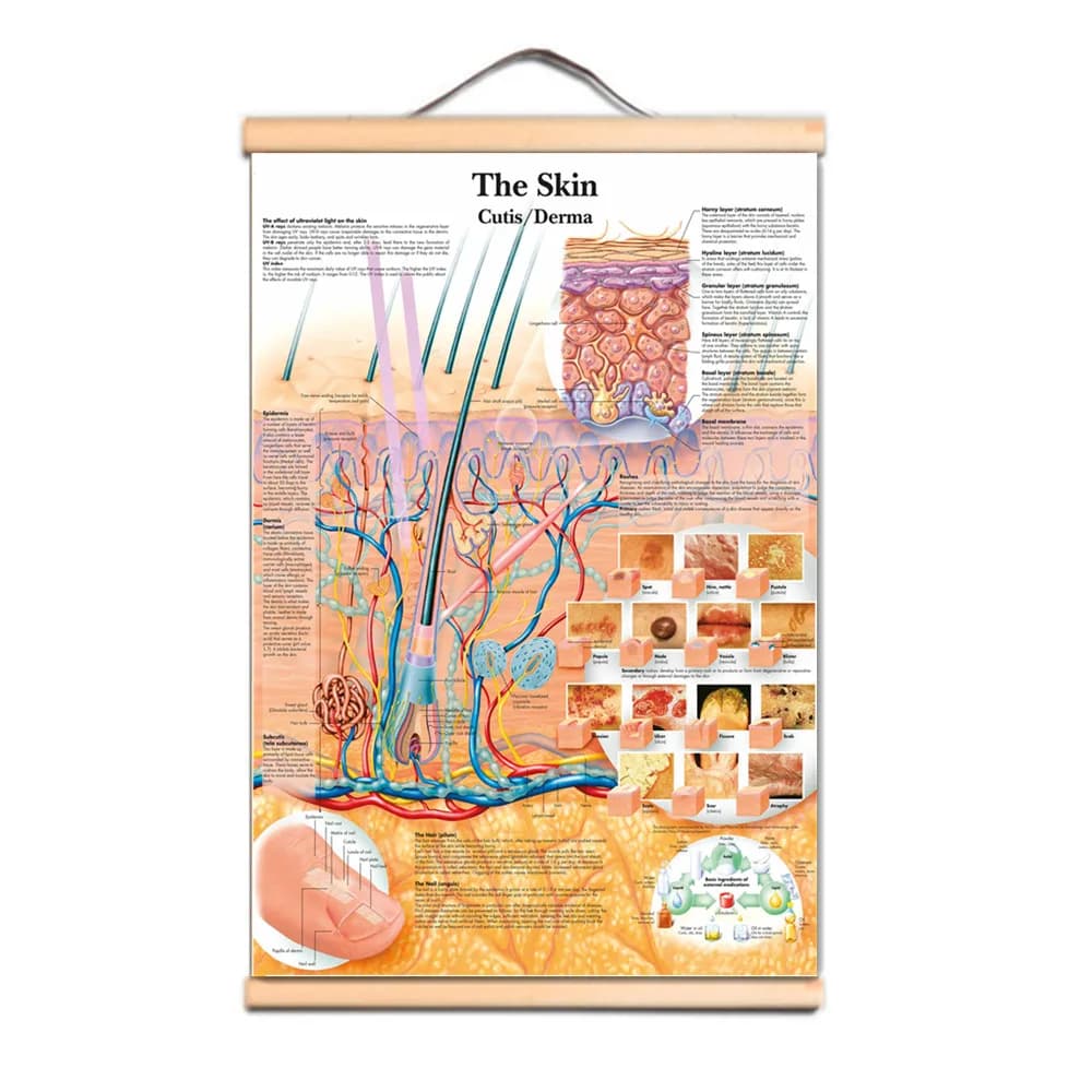 The Prostate Gland Posters Prints Wall Chart Human Anatomy Picture Wall Art Canvas Scroll Painting Hospitals Clinics Home Decor