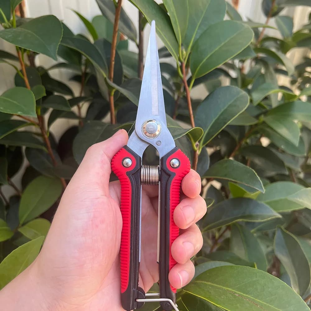 Shearing shears Shears for branches Stainless steel non-slip handle Sharpening power for garden fruit trees Very sharp garden tools