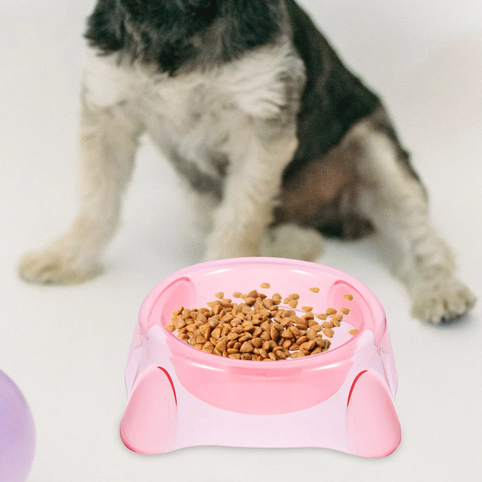Ciotola per Cani e Gatti in Colori Vivaci, Materiale Premium, Contenitore per Cibo e Acqua, Facile da Lavare, Ciotola Portatile per Alimenti per Animali Domestici, Mangiatoia per Cuccioli