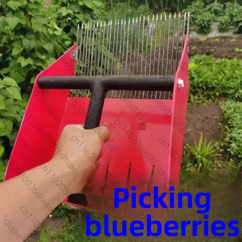 Collection of tools for blueberries Collection of red bean seed