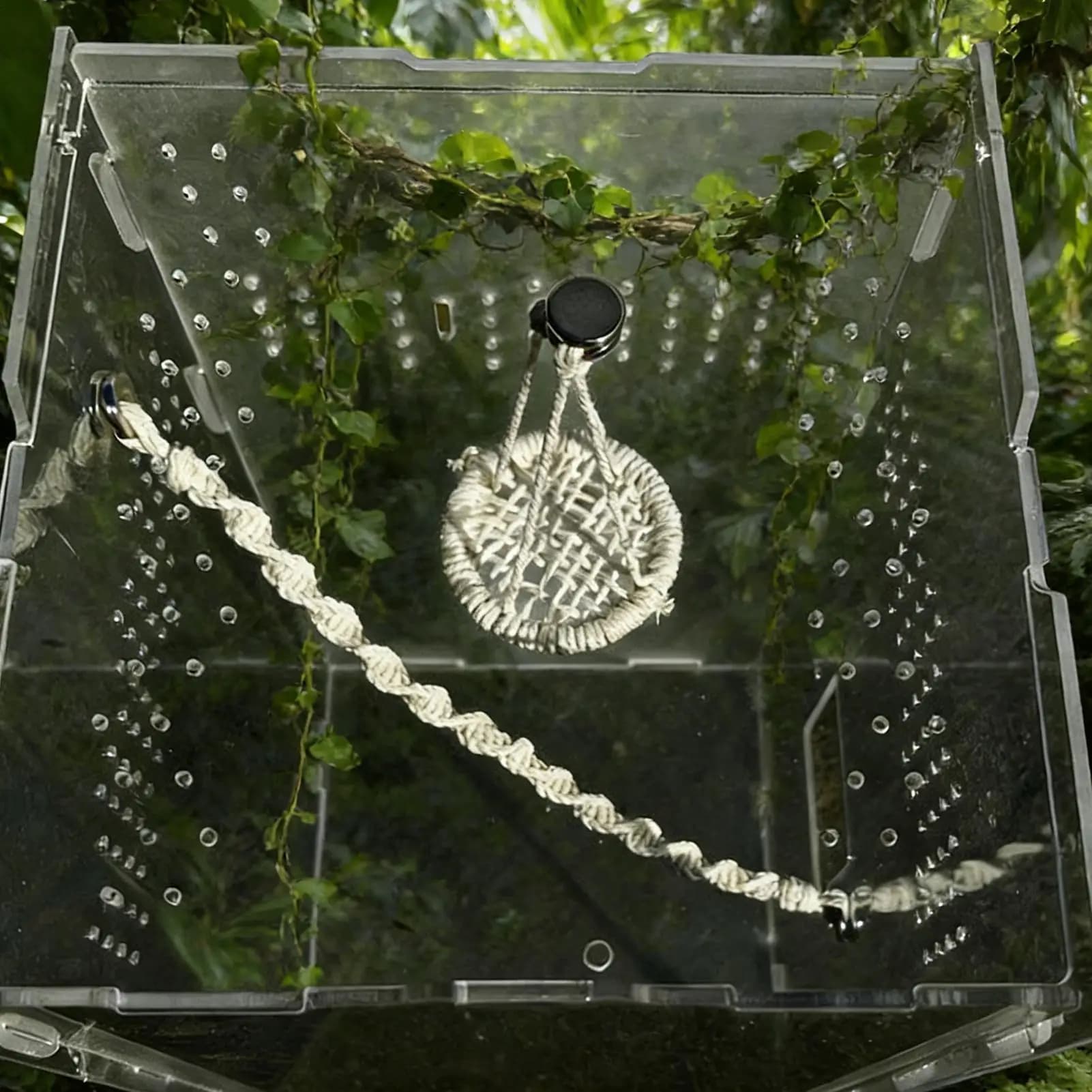 Accessori per recinzione ragno Corda appesa Altalena che salta Ragno Terrario Decor per terrario Allevamento Geckos Rane dell'albero Eremita