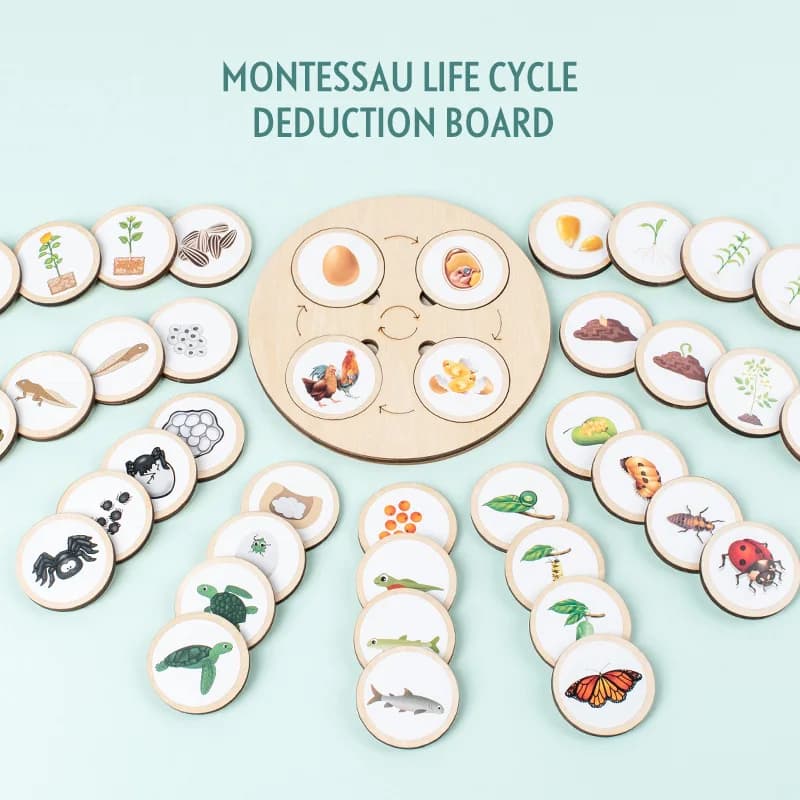 Life Cycle Board Kit Montessori biologia scienza educazione giocattoli per bambini vassoio sensoriale figura animale ciclo di vita ordinamento giocattolo in legno