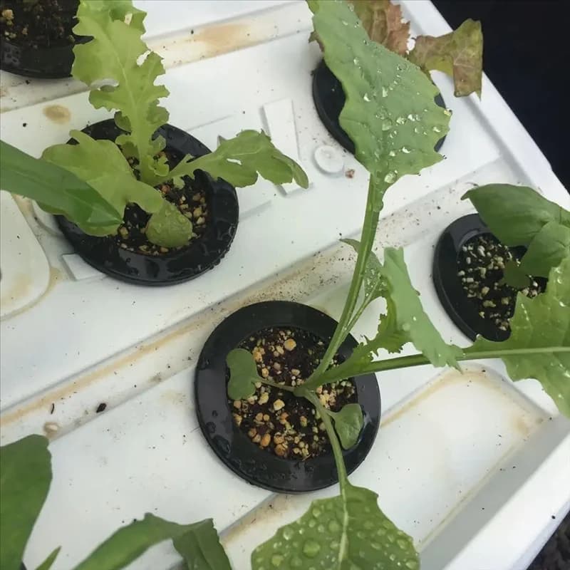 100 pezzi cesto di fissaggio in plastica nera giardinaggio tazze per piante a rete con intaglio senza suolo, vasi, secchielli, cestini per coltura idroponica-AT36
