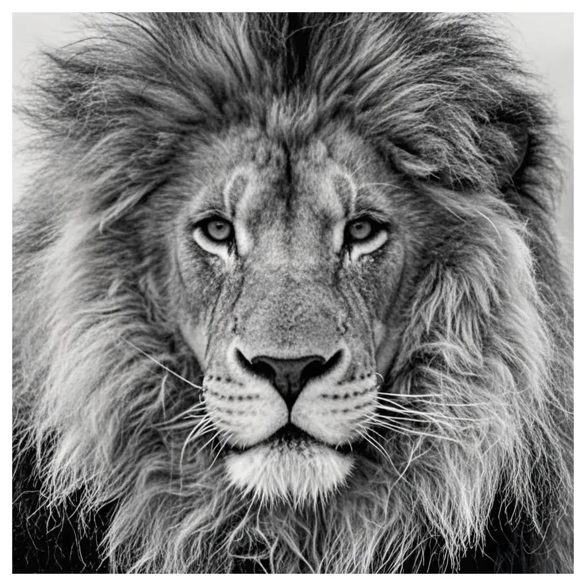 1pc 40X40CM/15.74inch A black-and-white picture of a male lion stamped cross stitch kit DIY kit 11CT/14CT joy sunday