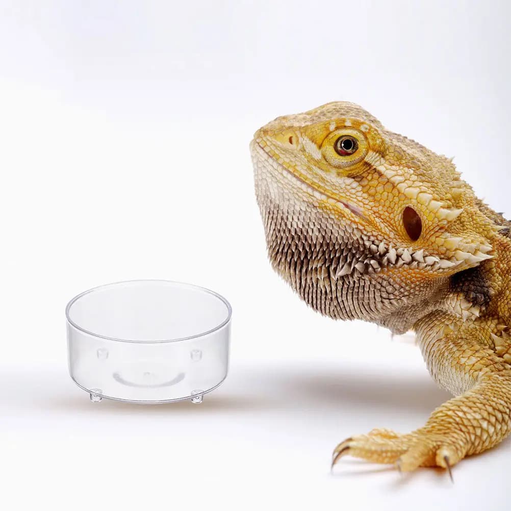 10Pcs Acrylic Reptile Food Dish Feeding Bowl Water Basin Container Tray Pet Reptile Feeder Reusable Food Bowl Water Container