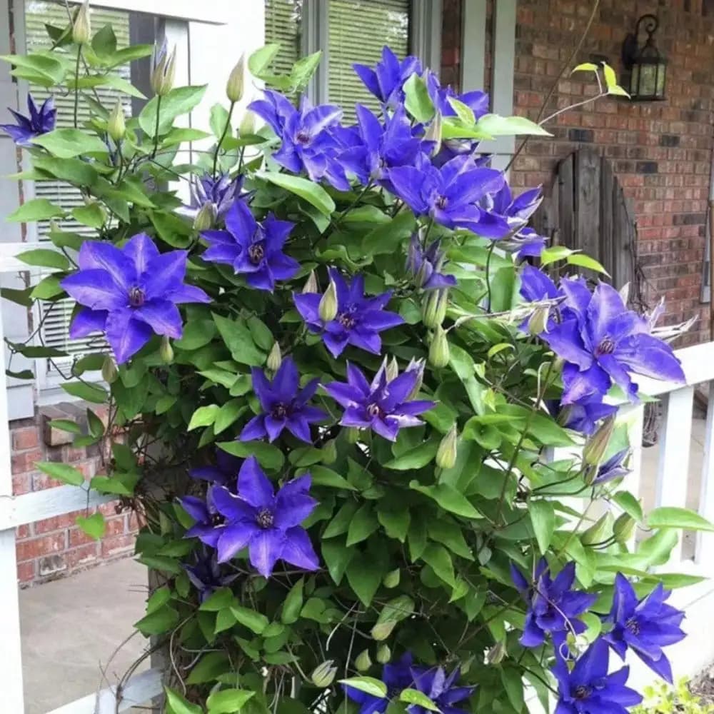 Semi di Clematide Viola da Giardino - 100 Semi Altamente Germinabili, Non-OGM, per Fiori Vivaci |