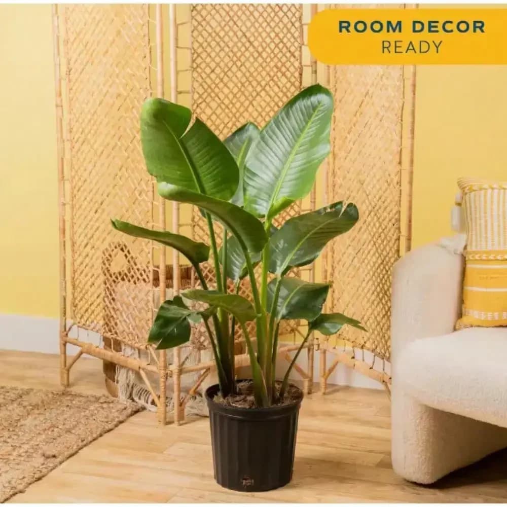 Piante vive, piante da interno in 10 pollici. Vaso decorativo, Avg. Altezza spedizione 2-3 piedi. Alto, aggiunge presenza verticale in una stanza
