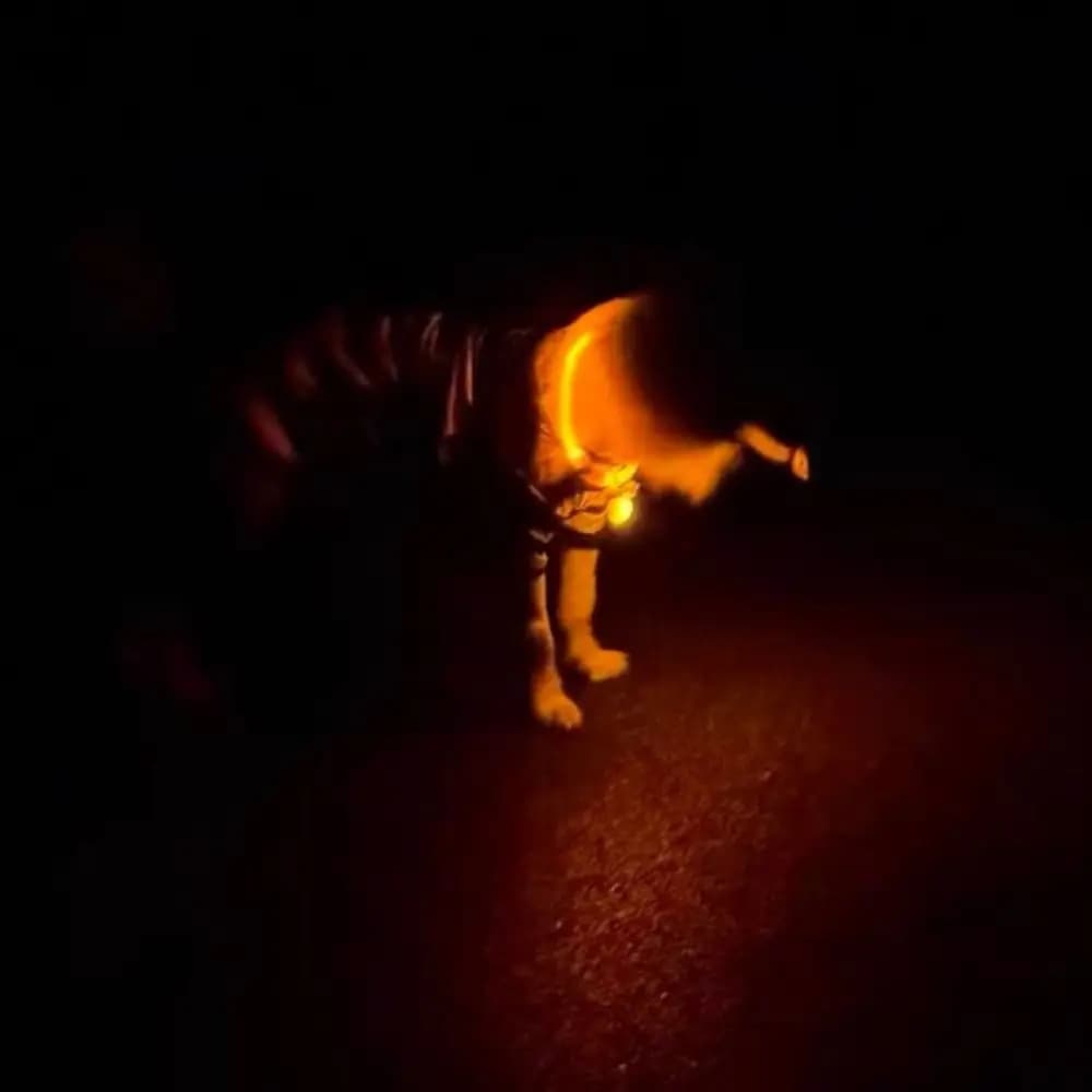 Collare per Cani LED Regolabile Multicolore con Pendente Staccabile Luminoso in Fibra Ottica e Materiale PVC