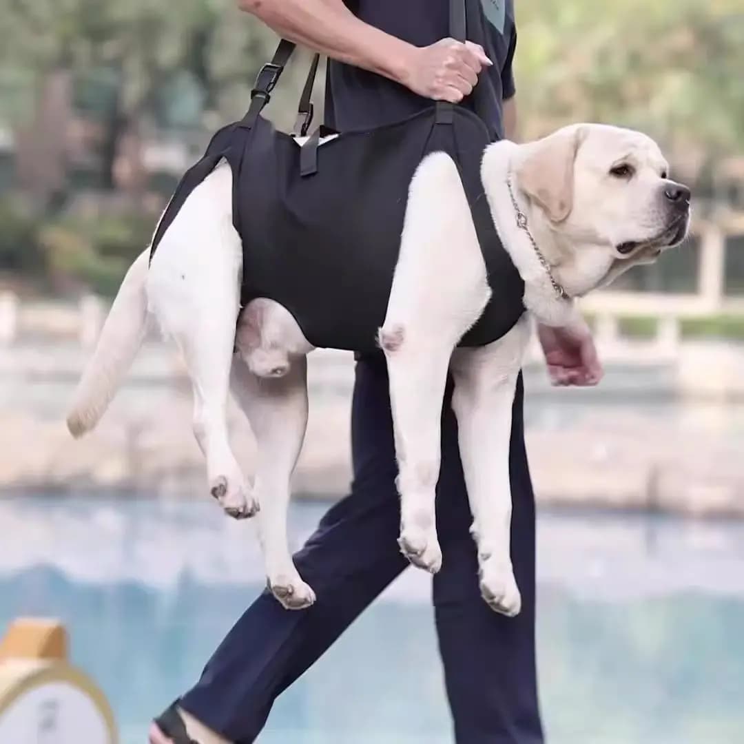 Cintura di trazione per imbracatura toracica per animali domestici Cintura di supporto per cani disabili per riabilitazione infortuni Cintura di assistenza per anziani