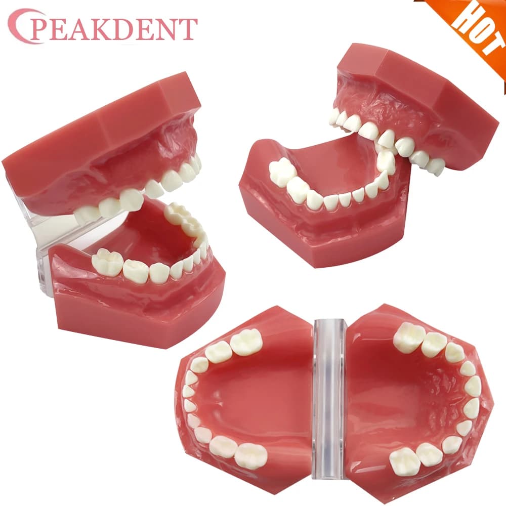 20 denti modello di denti per bambini standard primario/deciduo/dente per bambini modello di denti tipodont dentale per bambini per lo studio insegnamento demo