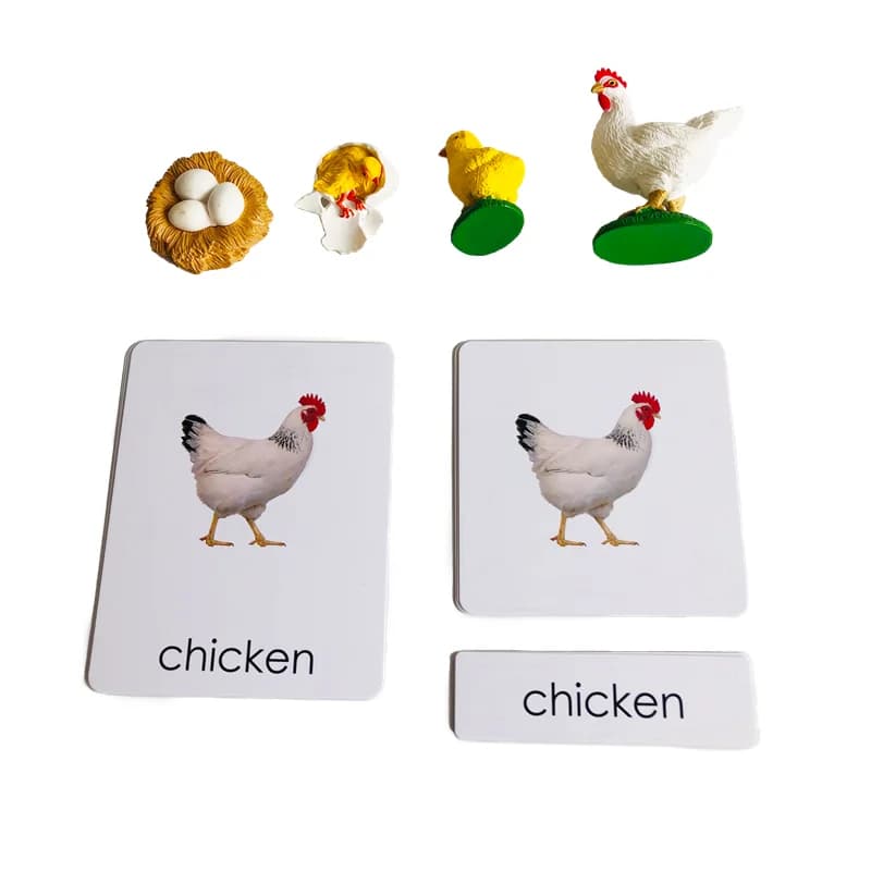 Ciclo di vita Animali Carte e modelli Ciclo di vita di un pollo Materiali biologici Montessori Giocattoli educativi per l'apprendimento dei bambini Ragazza Ragazzo