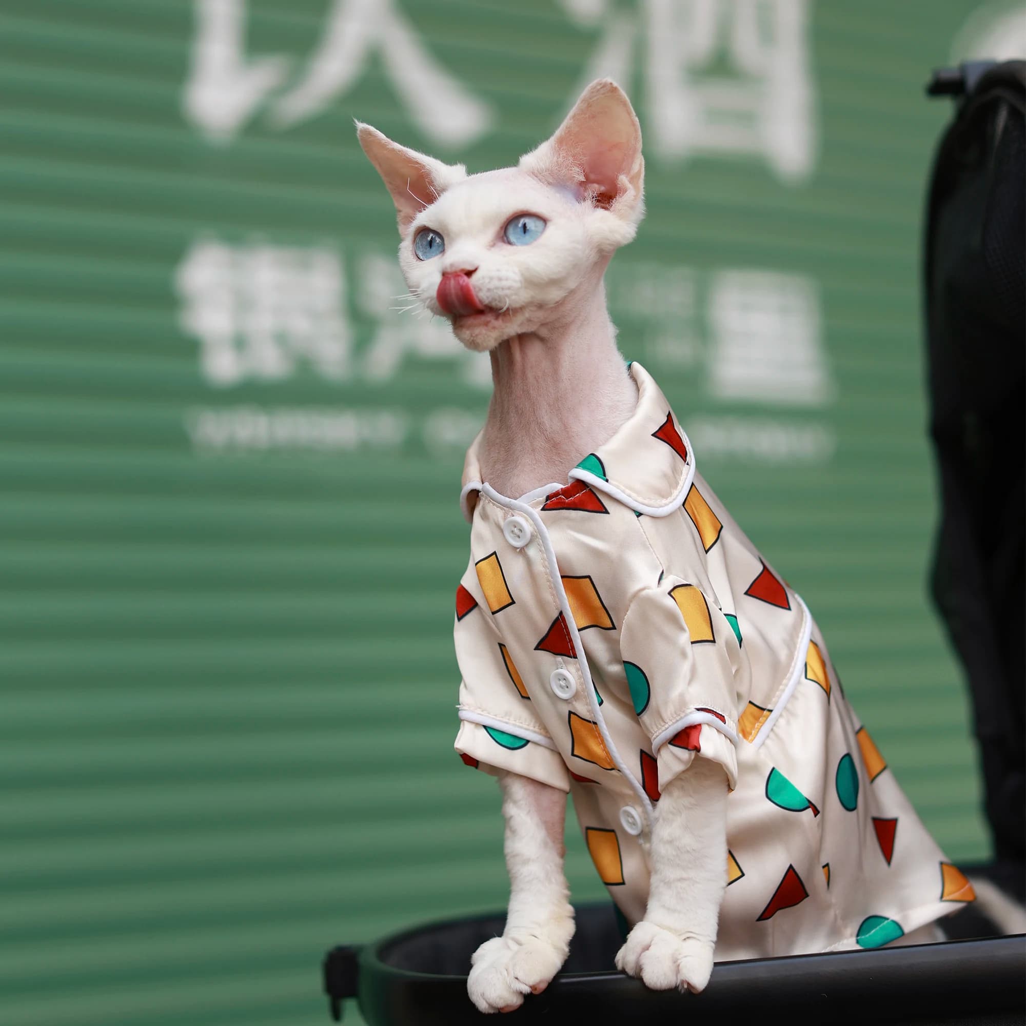 Pigiama per gatti di lusso per gonna rinfrescante estiva in seta per gattini Abbigliamento morbido e traspirante con aria condizionata per Devon Rex Cat Appeal