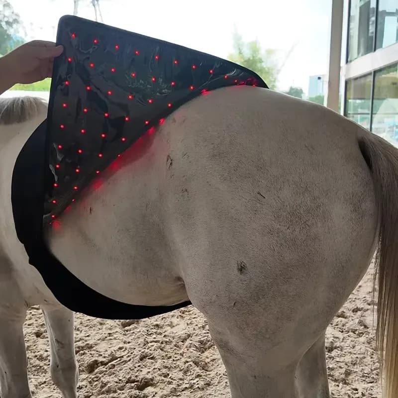 Lightweight Medium Equine Spine Physiotherapy Wrap 660nm 850nm Adjustable Velcro Strap Full Horse Back Uniform Light Irradiation