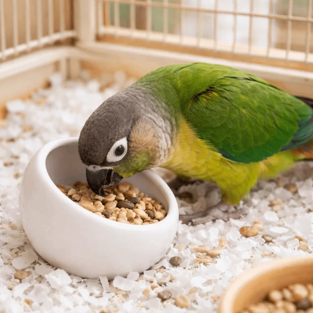 Ciotola in Ceramica per Cibo per Criceti, Antiscivolo con Bordo Inclinato, Ciotola Anti-Rovesciamento e Anti-Ribaltamento per Piccoli Animali, Accessorio per Gabbia