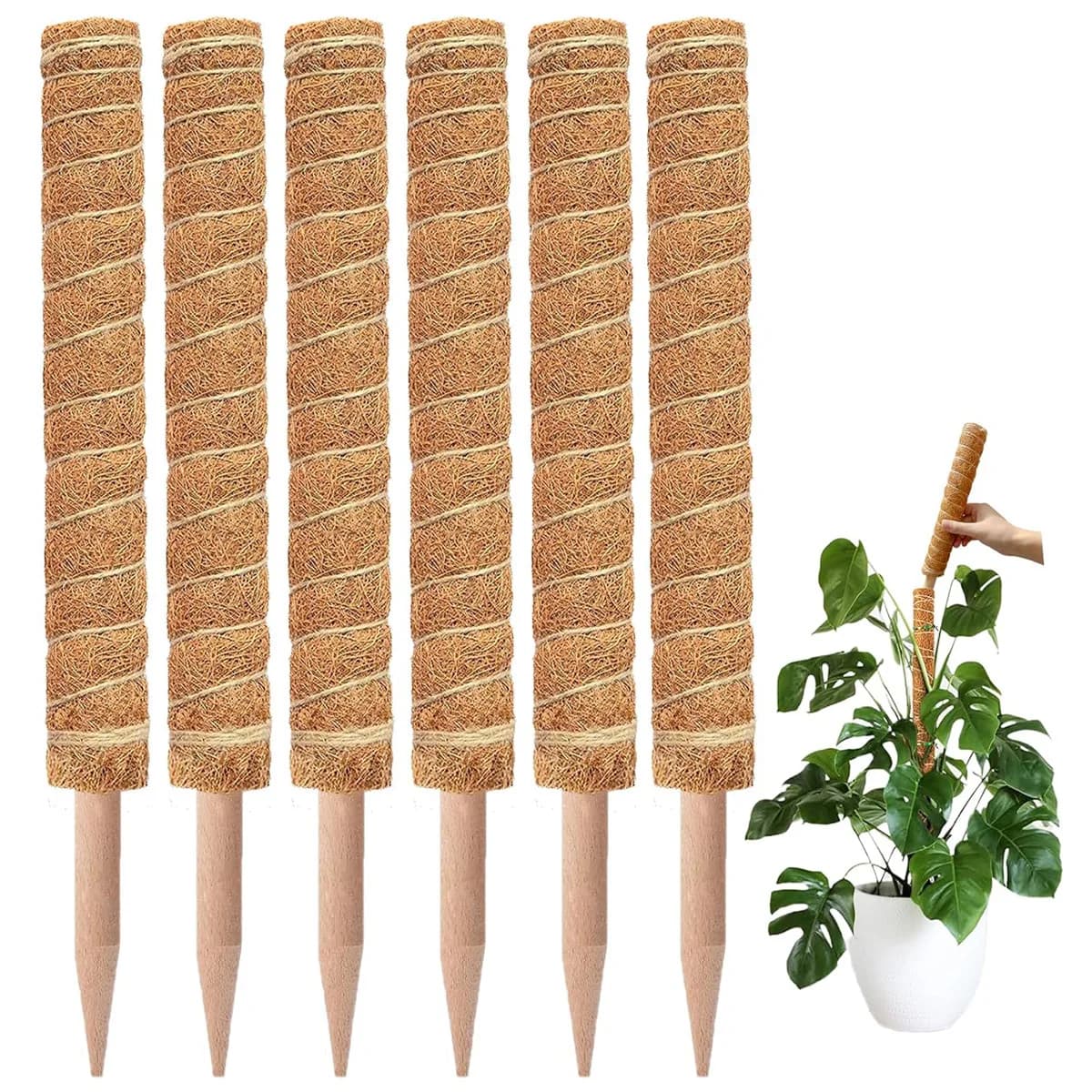Forniture da giardinaggio Bastone di palma da cocco Supporto per vite rampicante per piante Pilastro per vite rampicante con rosa verde in vaso per interni