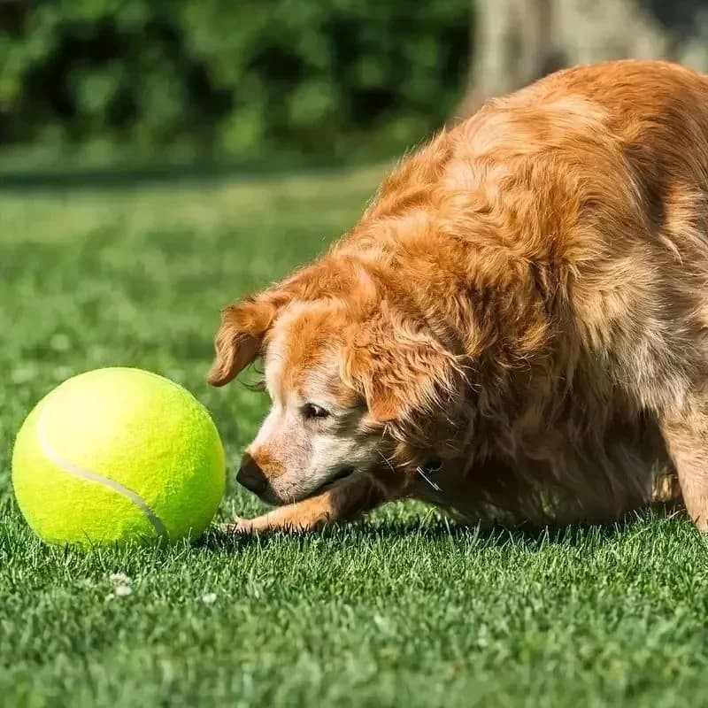 Palla da tennis gigante da 9,5 pollici Giocattolo gonfiabile per animali domestici per palla da addestramento per cani Palla da tennis grande da 24 cm con pompa d'aria Giocattoli interattivi per cani