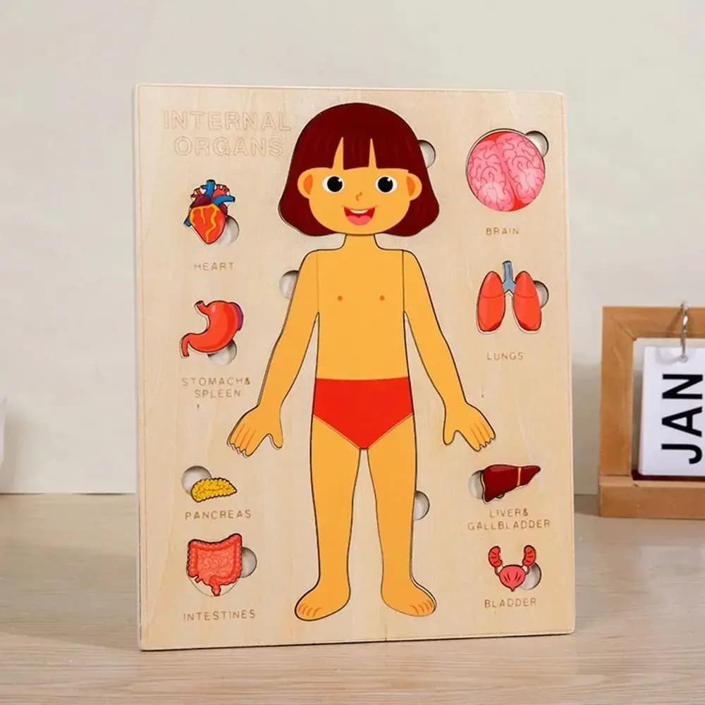 NUOVA Tavola Educativa Montessori, Puzzle in Legno, Giochi Interattivi per l'Educazione Precoce, Gioco Educativo sul Corpo Umano per Bambini in Età Prescolare