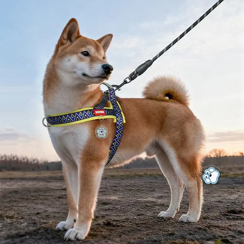 Pettorina per cani senza tirare con nome e numero di telefono Gilet per animali personalizzato resistente per prevenire il rimorchiatore e l'addestramento alla camminata
