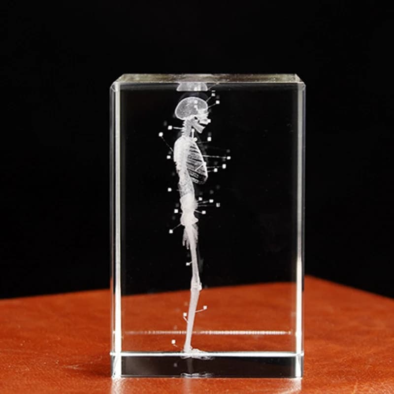 Human Skeletal Crystal Cube Figurine Engraved Laser 3D, Scientific Gifts, Anatomical Organ Blocks