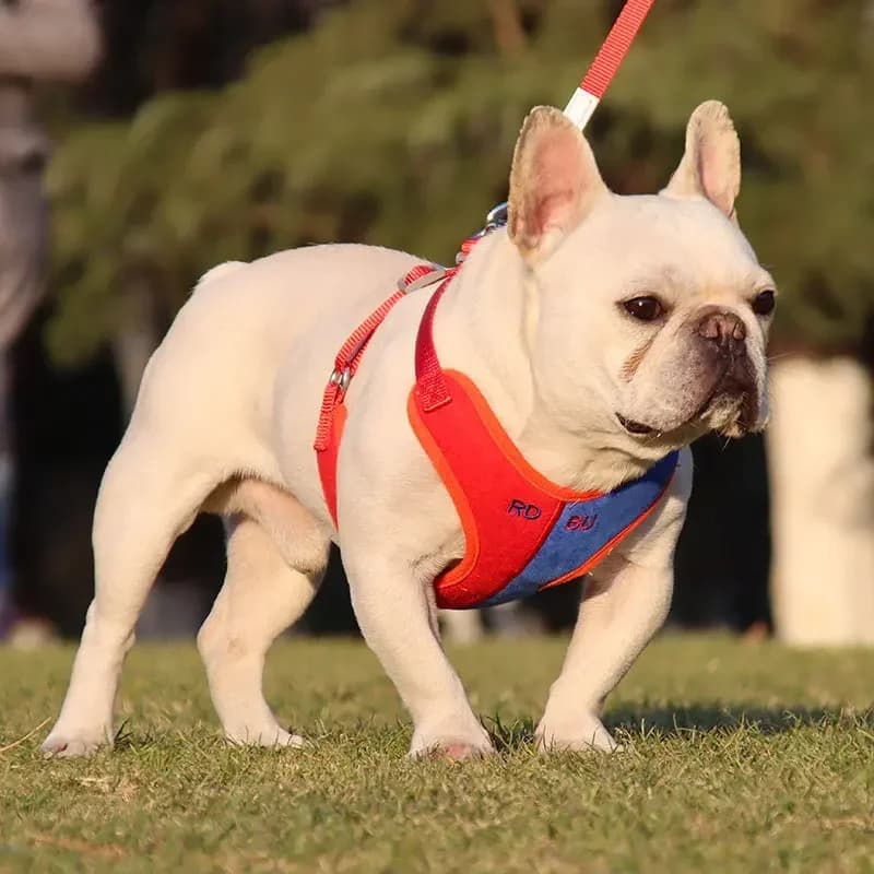 Set guinzaglio e imbracatura regolabili per cani e gatti, comodo e morbido, traspirante, due colori, forniture per animali domestici, gilet di trazione con leva di sicurezza