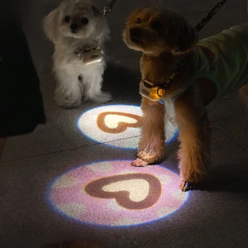 Collare luminoso per animali domestici, anello per appendere cuccioli di cane, anello luminoso fluorescente, per camminare notturno di cane, piccolo