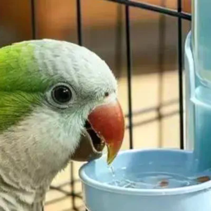 1Pcs Automatic Hanging Cage Water Dispenser,Bird Cage Water Dispenser Automatic Water Feeder For Birds Parrot Dispenser Bottle