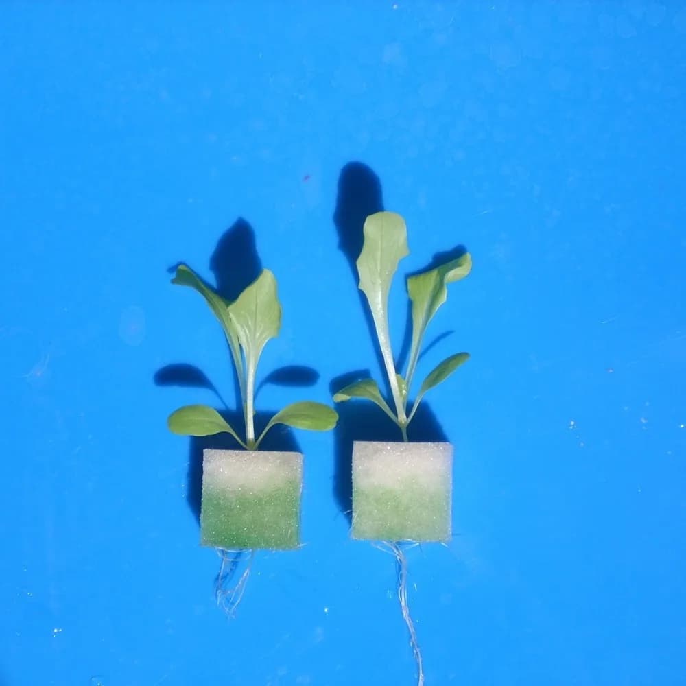96 wells edged hydroponic vegetable sponge 30 * 20 cm Sponge for nursery sponge for flowers seeds for plants superbsorbent
