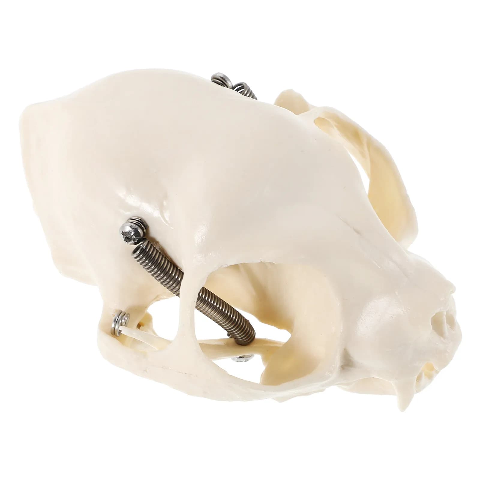 Esposizione Anatomica Dettagliata di Cranio di Gatto per l'Insegnamento della Scienza, Decorazione per la Casa, Acquario, Oggetto di Scena per Halloween