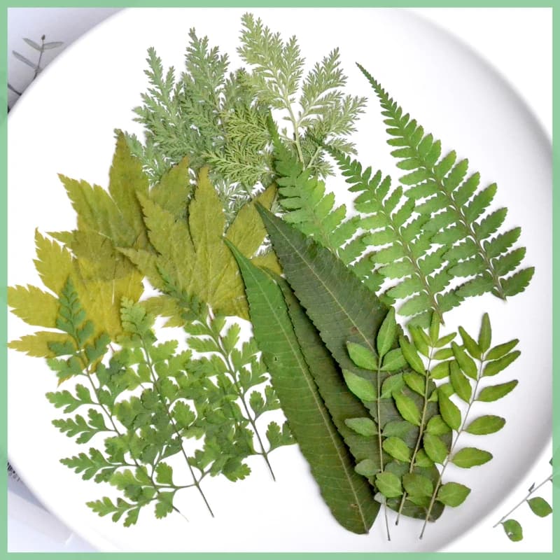4-10cm,18 pcs/borsa, combination of natural pressed grass leaves, photo frames diy for real plants bookmarks desk lamps glue case for phone