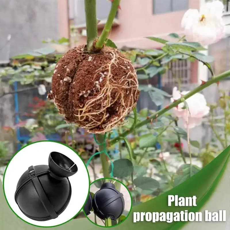 Scatola per la coltivazione delle radici delle piante Sfere per radicazione per alberi Custodia per innesto per alberi da frutto In vaso per sustrato Cura Giardinaggio interno Acquaponica