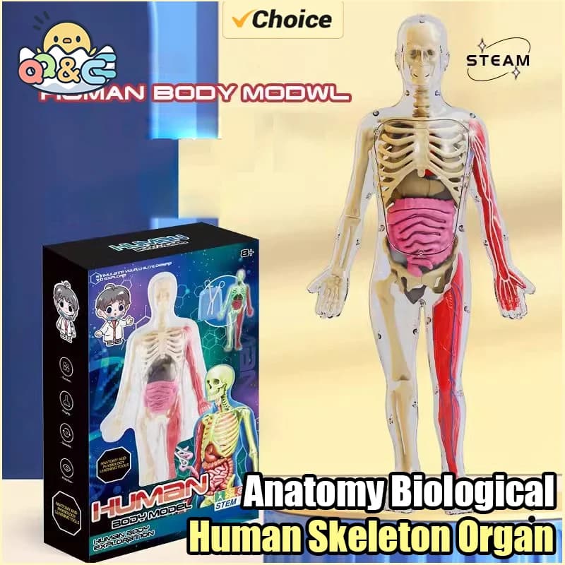 Modello didattico biologico di anatomia dell'organo scheletro umano Aiuta il bagliore nel buio Assemblaggio del corpo umano Giocattoli educativi per regali per bambini