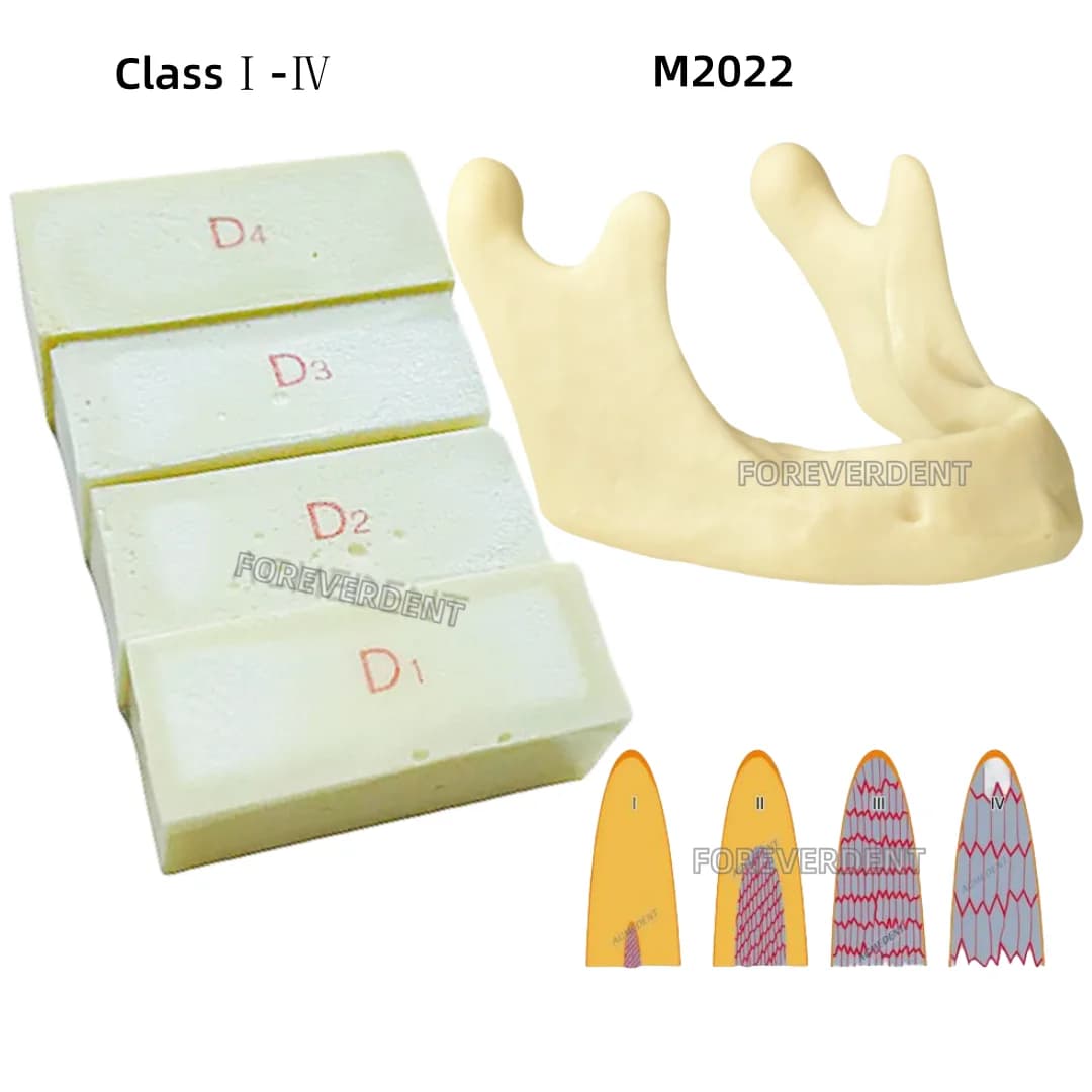Dental Alveolar Bocca a mascella bassa Replica Pratica Impianto Blocchi in resina Cortical ClassI-IV Mandibbia per l'inserimento di perforazione di base