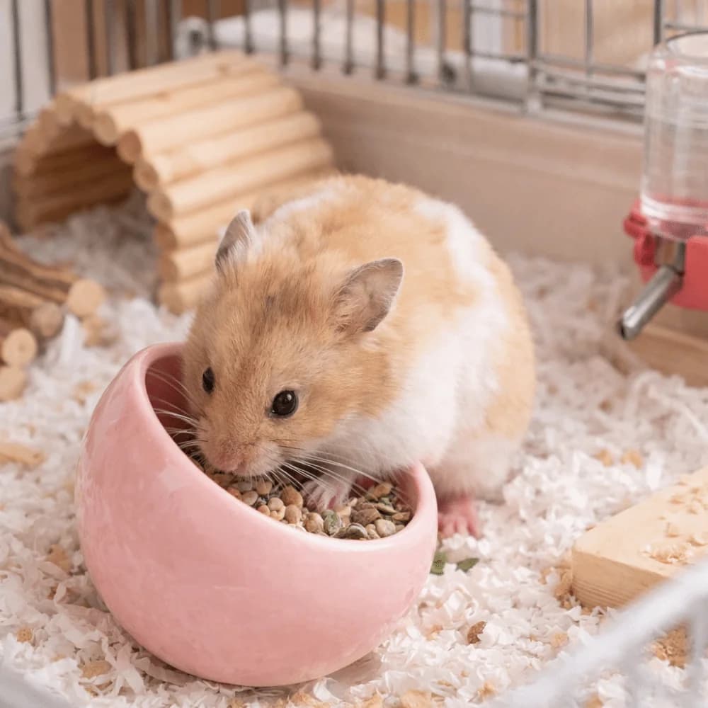 Ceramic Hamster Food Bowl Anti-Rollover Non-Slip Pet Feeding Bowl Anti-Spill Slanted-edged Guinea Pigs Food Dish For Small Pets