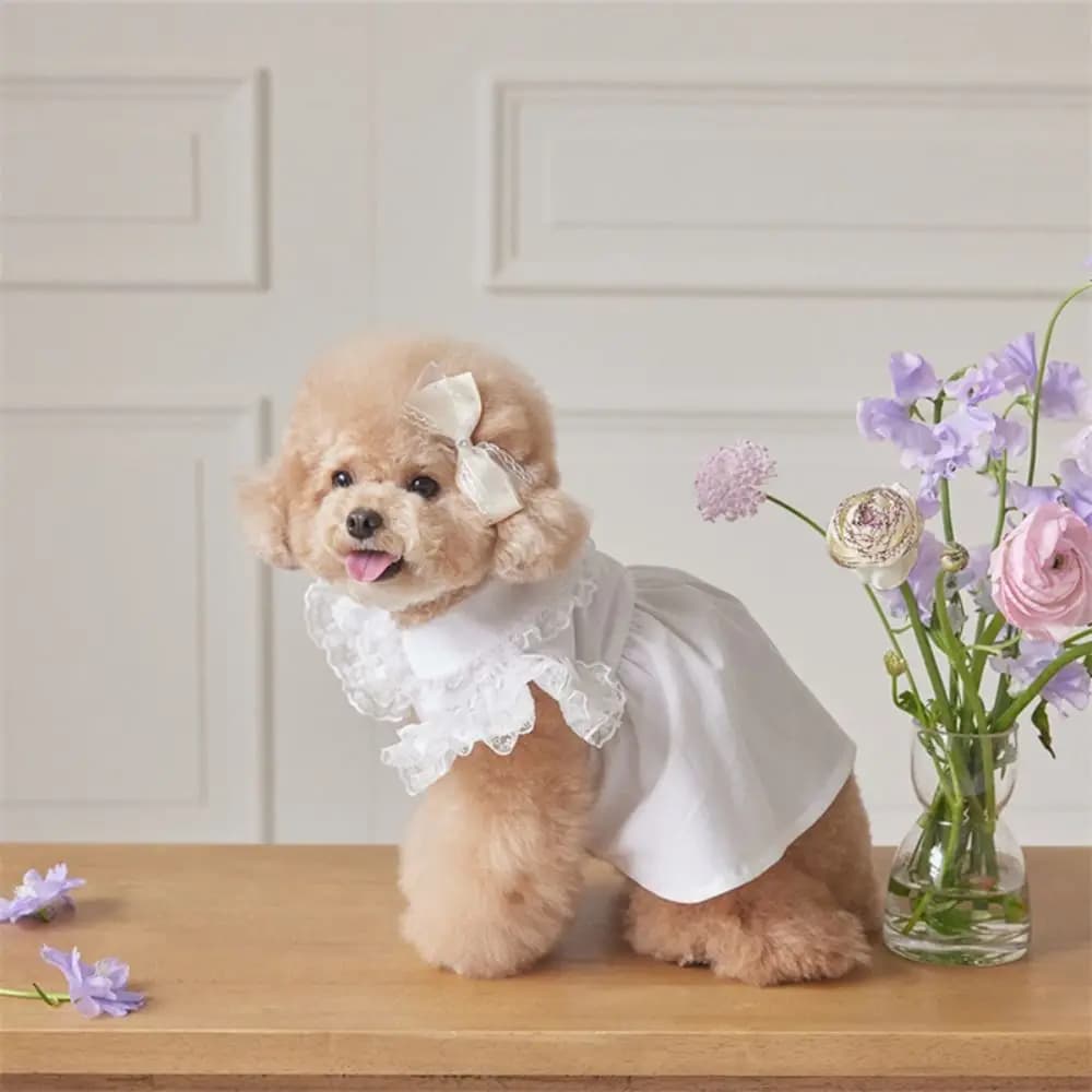 Pet Supplies Lace Ruffle Dog Princess Dress Soft Breathable Cat Flying Sleeve Skirt Fashion Pet Clothes Autumn