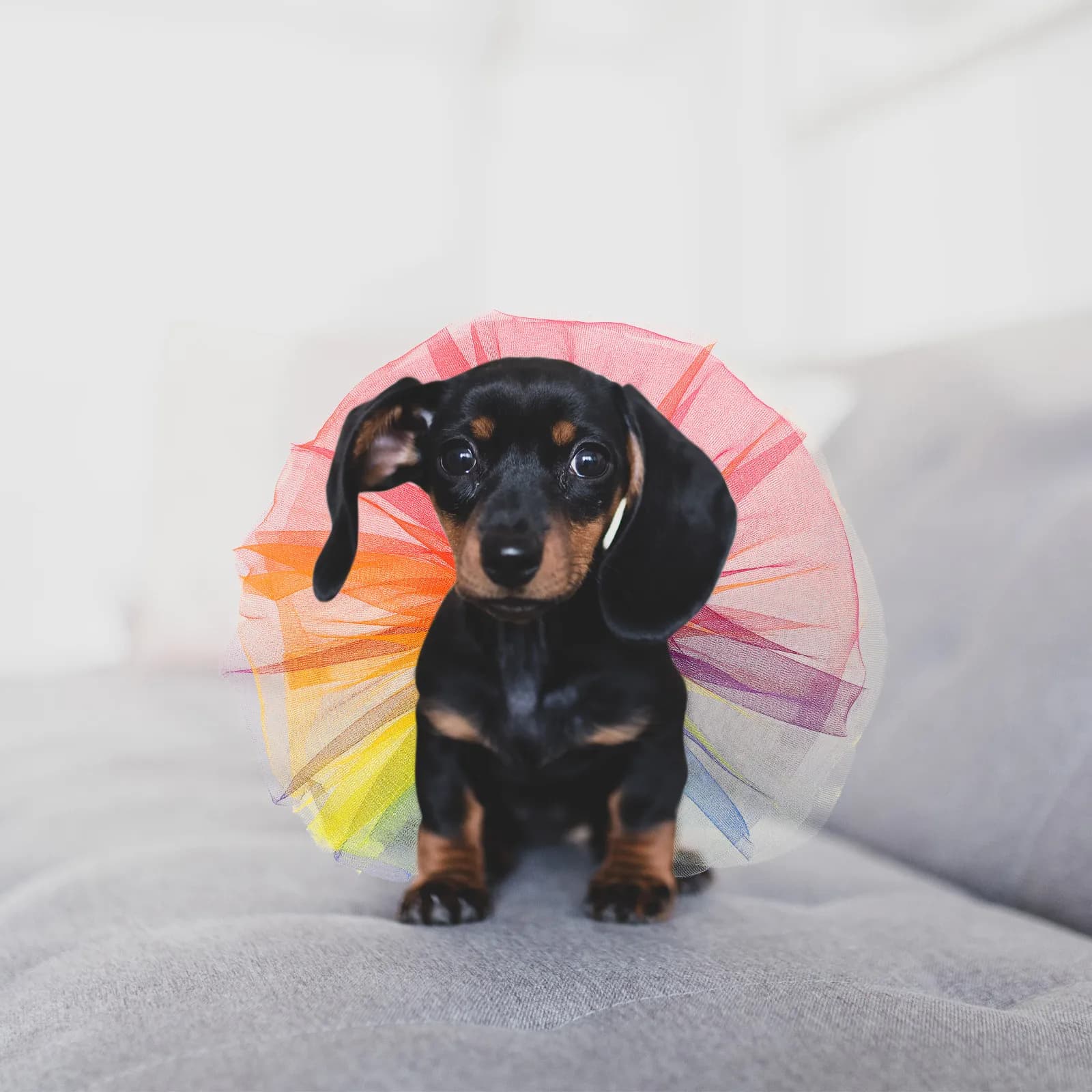 Rainbow Dog Tutu Dress Colorful Puppy Skirt Summer Breathable Mesh Pet Clothes Party Wedding Birthday Costume Collar