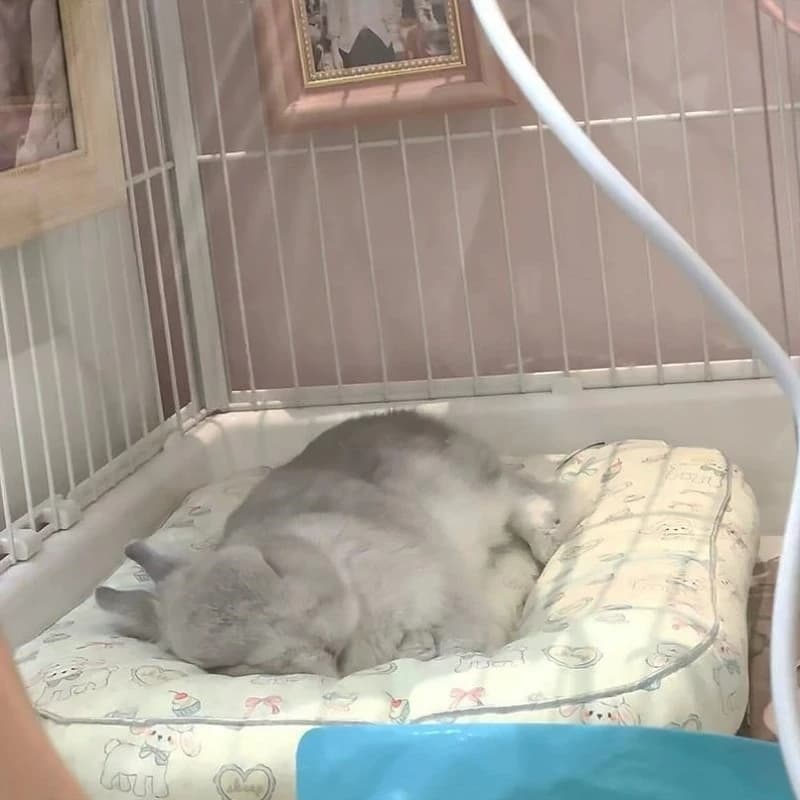 Tappetino Impermeabile per Animali Domestici, Cuccia Rinfrescante Estiva per Cani e Gatti, Cuscino Universale Quattro Stagioni per Conigli, Rifugio Interno per il Riposo